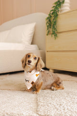 Dog Bandana in Dachshund